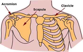 shoulder anatomy for shoulder blade pain melioguide