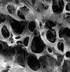 melioguide-trabecular-bone