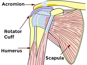 shoulder anatomy melioguide physical therapy